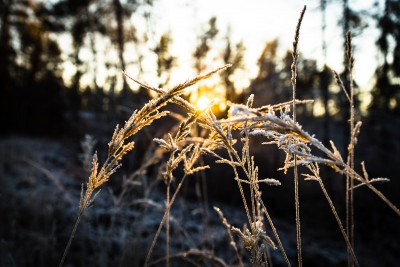 Māsiņas smildziņas. Meža miers.