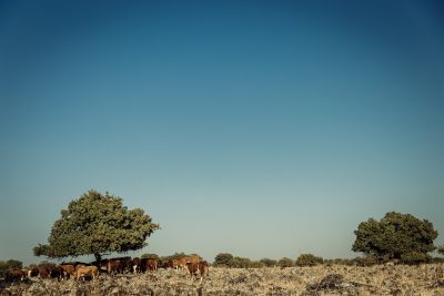 Tā arī netika skaidrs, no kā pārtiek šie lopiņi. Izraēla, Golan Heights.