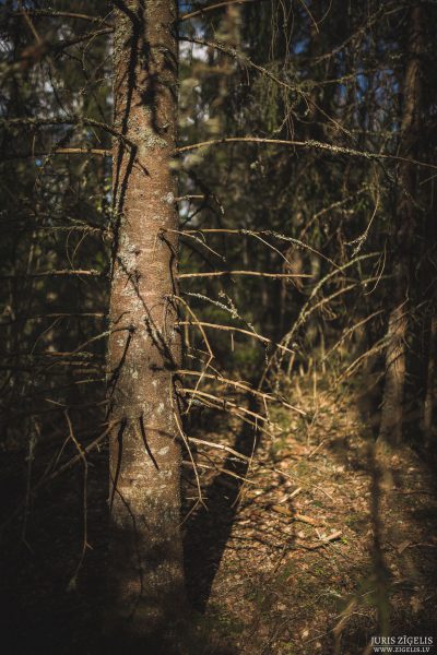 Luzumpunkts-OP-Banka-Pargajiens-13.05.2017-Fotografs-Juris-Zigelis-044